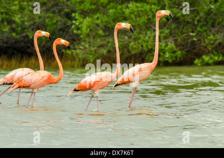 Vier Flamingos zu Fuß im flachen Wasser in Camarones in La Guajira, Kolumbien Stockfoto