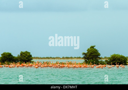 Große Herde von Flamingos in der Karibik in La Guajira, Kolumbien Stockfoto