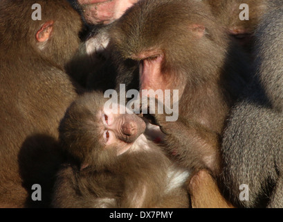 Pavian (Papio Hamadryas) Pflege junge Mutter Stockfoto