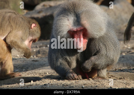 Ältere männliche afrikanische Hamadryas Pavian (Papio Hamadryas) Stockfoto