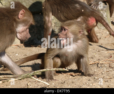 Zwei junge männliche Hamadryas Paviane (Papio Hamadryas) spielen und flighting, zeigen Angst, entblößte Zähne Stockfoto