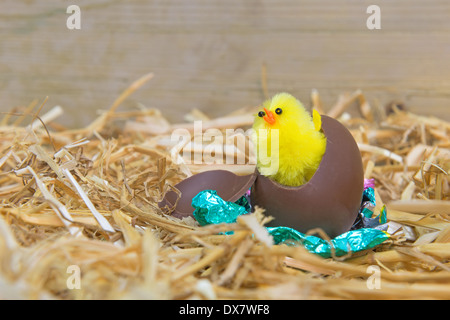 Eine flauschige gelbe Osterküken ausbrechen aus ein Schokoladenei in einer Scheune. Stockfoto