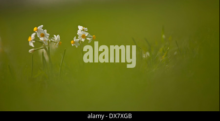 Gemeinsamen Narzisse (Narcissus Tazetta) fotografiert in Israel, im Januar Stockfoto