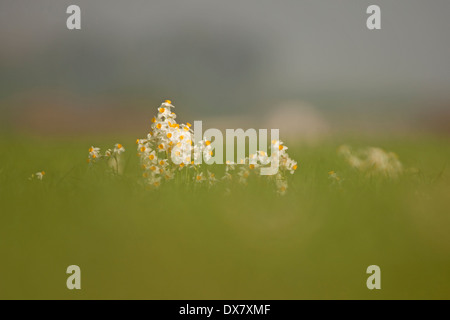 Gemeinsamen Narzisse (Narcissus Tazetta) fotografiert in Israel, im Januar Stockfoto