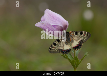 Falsche Apollo (Archon Apollinus) Schmetterling gehört zur Unterfamilie Parnassinae. Probe von Israel Februar Stockfoto