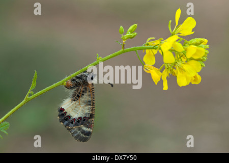 Falsche Apollo (Archon Apollinus) Schmetterling gehört zur Unterfamilie Parnassinae. Probe von Israel Februar Stockfoto