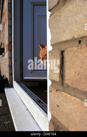 Ingwer Katze guckt aus der Hintertür Stockfoto