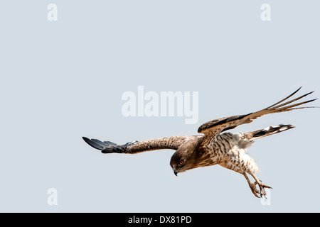 Schlange Schlangenadler (Circaetus Gallicus) im Flug Stockfoto