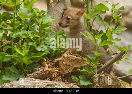 Jungtiere von einem Goldschakal (Canis Aureus) Stockfoto