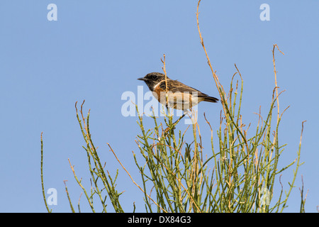 Europäische Schwarzkehlchen (Saxicola Rubicola) auf einem Busch in der Wüste, Überwinterung im Negev, israel Stockfoto