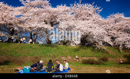 Eine Gruppe von japanischen Volk mit einem Picknick am Kakunodate, Akita Japan, genießen Sie die Landschaft von Kirschblüten in voller Blüte Stockfoto