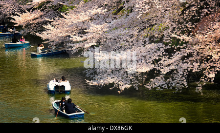 Bootsfahrer auf Chidorigafuchi Ryokudo Graben aufstehen in der Nähe voll Blühen Kirschblüten in Tokio, Japan Stockfoto
