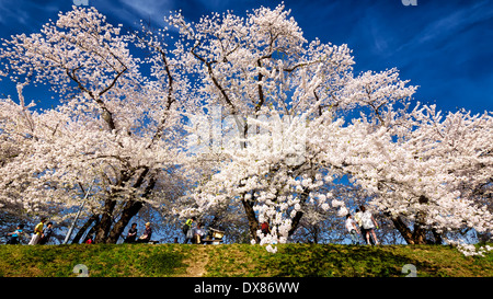 Japanische Kirschblüten in voller Blüte am Kakunodate in der Präfektur Akita, an einem sonnigen blauen Himmel Tag betrachten Stockfoto