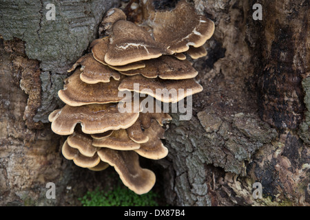Pilze wachsen auf einem Baum Stockfoto