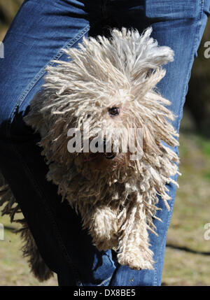 München, Deutschland. 20. März 2014. "Dogdancerin" Johanna Schmidt Hund Benji führt einen Trick während einer Presse-Termin im Rahmen des Pet-Messe in München, Deutschland, 20. März 2014. Benji ist ein Puli. Das Fell dieser seltene ungarische Rasse ähnelt Dreadlocks. Das Haustier Messe läuft vom 21. bis 23 März. Bildnachweis: ANDREAS GEBERT/Dpa/Alamy Live-Nachrichten Stockfoto