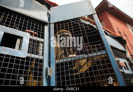 Srinagar, indische verabreicht Kaschmir. 20. März 2014.  Fareeda Behanji, Chef von Jammu Kashmir Masse Bewegung (JKMM) ruft Parolen von einem Polizeiwagen nach festgehalten während einer Protestaktion in Srinagar, Indien, Donnerstag, Polizei in Indien kontrollierten Kaschmir Donnerstag festgenommen mindestens ein halbes Dutzend Frauen Separatisten während einer Protestaktion anspruchsvolle Verbleib des kaschmirischen Jugendlichen fehlt und auch drängen die Menschen auf den bevorstehenden indischen Parlamentswahlen Kredit zu boykottieren: Sofi Suhail/Alamy Live News Stockfoto