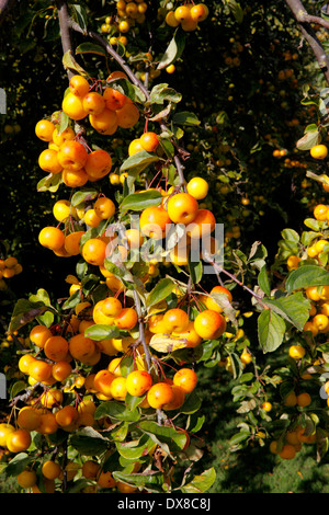 MALUS BUTTERBALL. CRAB APPLE. VEREINIGTES KÖNIGREICH. Stockfoto