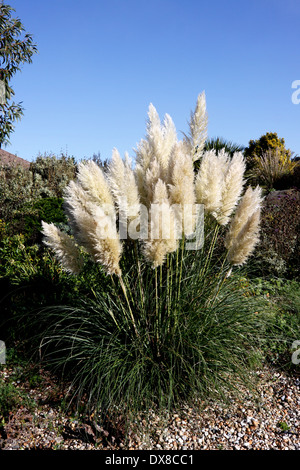 CORTADERIA SELLOANA RENDATLERI. PAMPASGRAS. GRASBÜSCHEL GRASS. VEREINIGTES KÖNIGREICH. Stockfoto