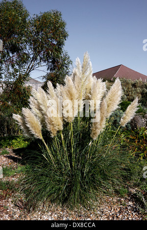 CORTADERIA SELLOANA RENDATLERI. PAMPASGRAS. GRASBÜSCHEL GRASS. VEREINIGTES KÖNIGREICH. Stockfoto