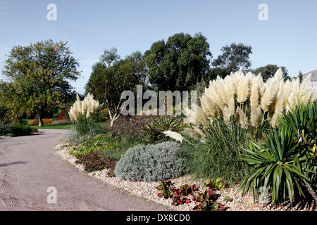 CORTADERIA SELLOANA RENDATLERI. PAMPASGRAS. GRASBÜSCHEL GRASS. VEREINIGTES KÖNIGREICH. Stockfoto