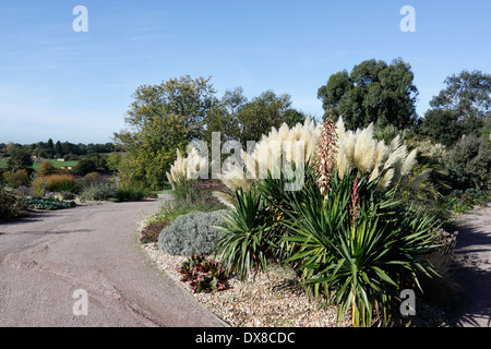 CORTADERIA SELLOANA RENDATLERI. PAMPASGRAS. GRASBÜSCHEL GRASS. VEREINIGTES KÖNIGREICH. Stockfoto