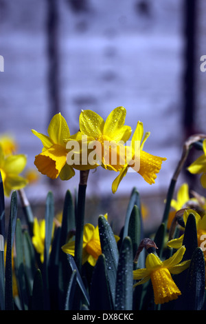 NARCISSUS TETE-a-TETE. ZWERG-NARZISSE. Stockfoto