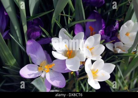 FRÜHLING BLÜHENDE KROKUS. Stockfoto