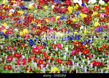 Primeln im Garten-Center / Frühjahr Pflanzen Stockfoto