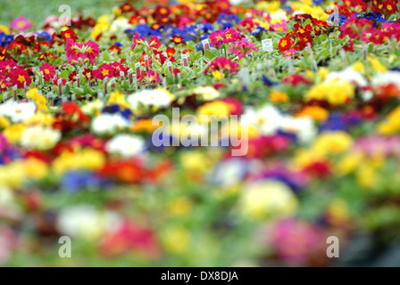 Primeln im Garten-Center / Frühjahr Pflanzen Stockfoto