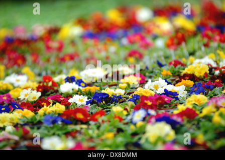 Primeln im Garten-Center / Frühjahr Pflanzen Stockfoto