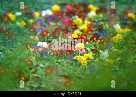 Primeln im Garten-Center / Frühjahr Pflanzen Stockfoto