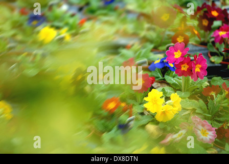 Primeln im Garten-Center / Frühjahr Pflanzen Stockfoto