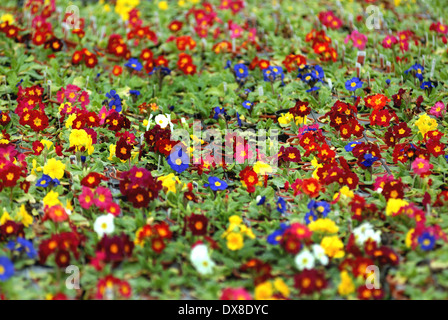 Primeln im Garten-Center / Frühjahr Pflanzen Stockfoto