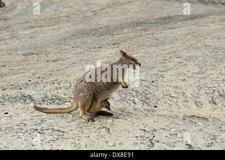Mareeba Rock Wallaby (Petrogale Mareeba). Mutter mit Joey im Beutel. Stockfoto