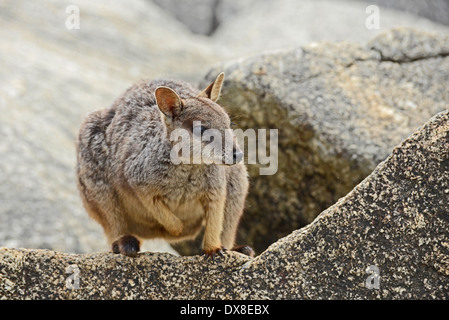 Mareeba Rock Wallaby (Petrogale Mareeba) Stockfoto