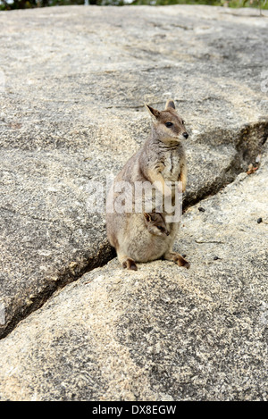 Mareeba Rock Wallaby (Petrogale Mareeba), Mutter mit Joey im Beutel. Stockfoto