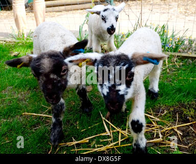 London, UK. 20. März 2014. 12 Tage alte Frühjahr Lämmer, die Hand aufgezogen auf Vauxhall Stadtbauernhof. Bildnachweis: Rachel Megawhat/Alamy Live-Nachrichten Stockfoto