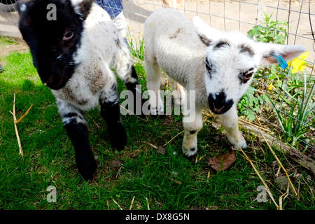 London, UK. 20. März 2014. 12 Tage alte Frühjahr Lämmer, die Hand aufgezogen auf Vauxhall Stadtbauernhof. Bildnachweis: Rachel Megawhat/Alamy Live-Nachrichten Stockfoto