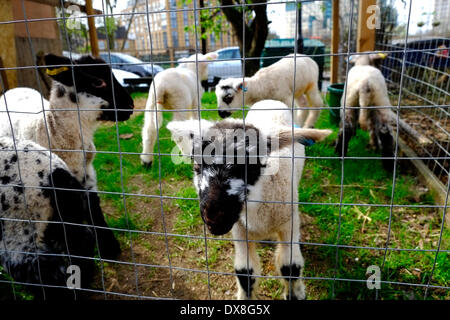 London, UK. 20. März 2014. 12 Tage alte Frühjahr Lämmer, die Hand aufgezogen auf Vauxhall Stadtbauernhof. Bildnachweis: Rachel Megawhat/Alamy Live-Nachrichten Stockfoto