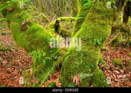 Unten-Ahorn (Acer Macrophyllum) entlang Calloway Creek Trail, McDonald State Forest, Oregon Stockfoto