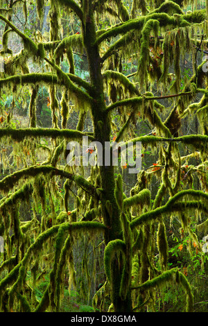 Pazifische Eibe entlang Folge Waldweg, Oregon, Eugene Bezirk Bureau of Land Management, Travis Tyrrell Samen Obstgarten Stockfoto