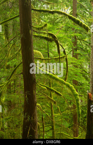 Urwald entlang Horse Creek Trail, Drift Creek Wilderness Siuslaw National Forest, Oregon Stockfoto