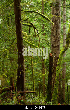 Urwald entlang Horse Creek Trail, Drift Creek Wilderness Siuslaw National Forest, Oregon Stockfoto