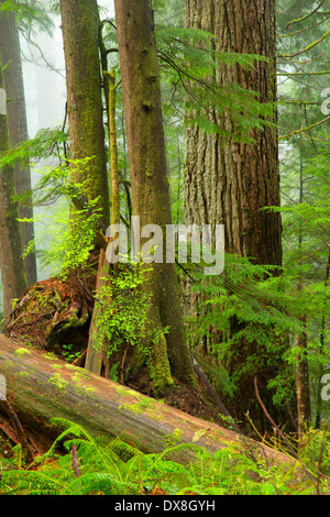 Urwald entlang Horse Creek Trail, Drift Creek Wilderness Siuslaw National Forest, Oregon Stockfoto