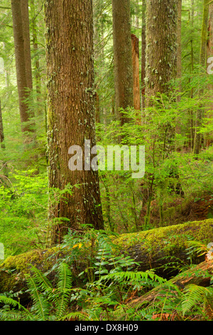 Urwald entlang Horse Creek Trail, Drift Creek Wilderness Siuslaw National Forest, Oregon Stockfoto