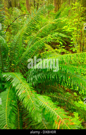 Urwald mit westlichen Schwert Farn entlang Horse Creek Trail, Drift Creek Wilderness Siuslaw National Forest, Oregon Stockfoto