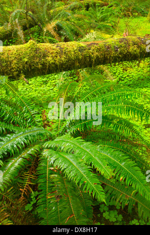 Urwald mit westlichen Schwert Farn entlang Horse Creek Trail, Drift Creek Wilderness Siuslaw National Forest, Oregon Stockfoto