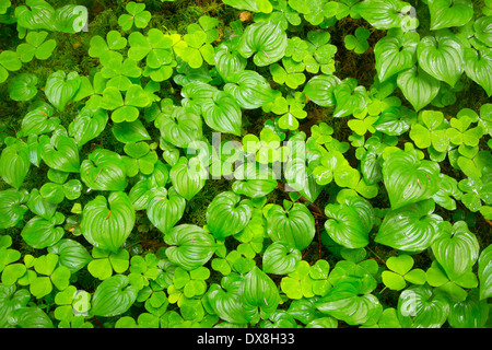 Oxalis und wilden Maiglöckchen entlang Horse Creek Trail, Drift Creek Wilderness Siuslaw National Forest, Oregon Stockfoto