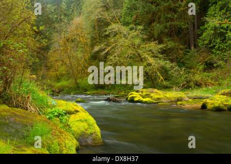 Drift Creek entlang Horse Creek Trail, Drift Creek Wilderness Siuslaw National Forest, Oregon Stockfoto