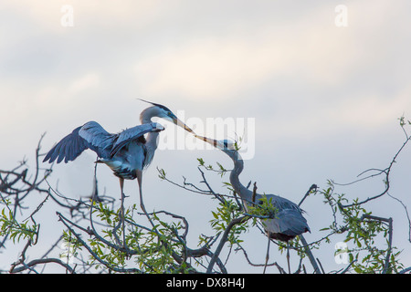 Ein paar große blaue Reiher (Ardea Herodias) in den Bäumen in Venedig Rookery in Venice Florida Stockfoto